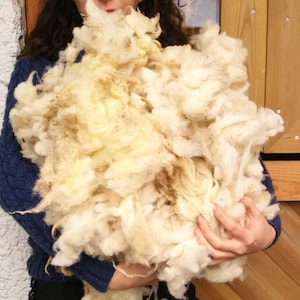 May include: A large amount of white and cream colored sheep wool being held by a person. The wool is fluffy and soft.