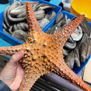 Starfish Giant Dried 10inch Natural Seaside Decor real starfish big starfish natural starfish large starfish coastal gift beach decor treat image 12