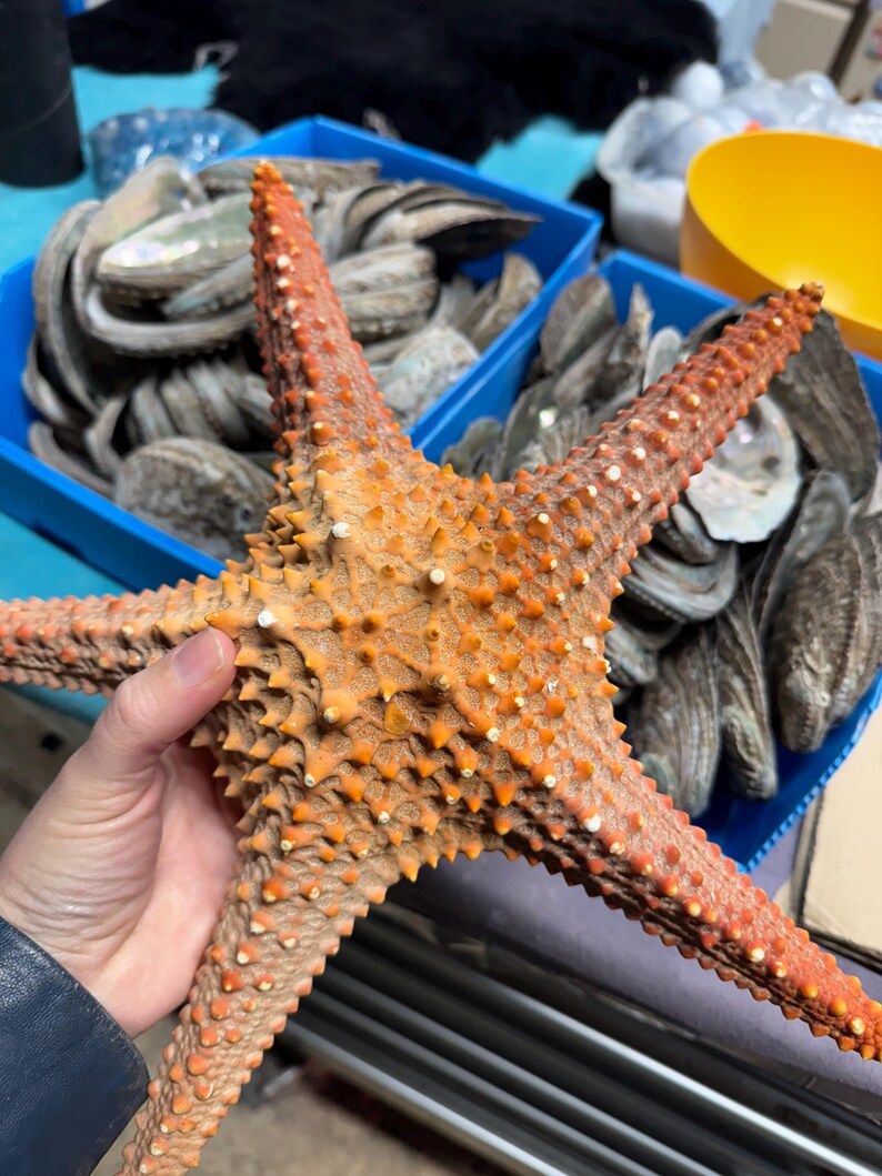 Starfish Giant Dried 10inch Natural Seaside Decor real starfish big starfish natural starfish large starfish coastal gift beach decor treat image 12