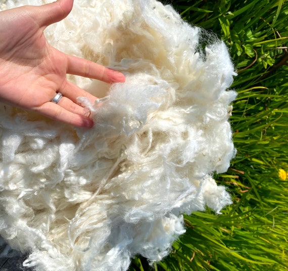 Washed Wool Lamb Fleece White Wool Lambs Wool Lamb Fleece White, Natural  Lamb Wool, Sheep Fleece Lamb Fleece Hand Washed Ready to Work With 
