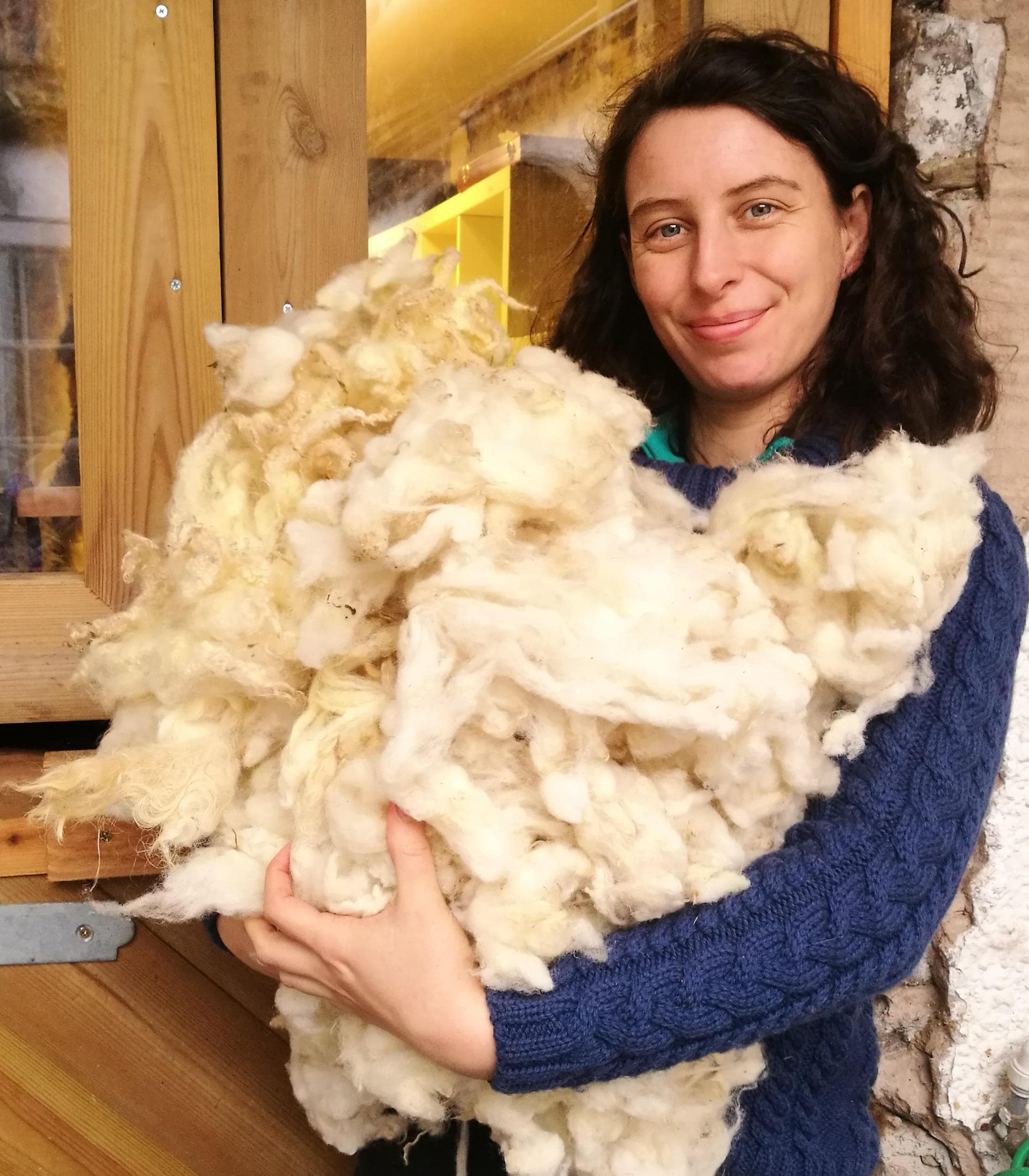 Wool: Merino-Columbia Raw Fleece | Millertown Sheep