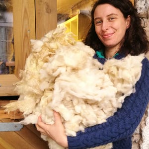 May include: A large pile of white sheep wool being held by a person wearing a blue sweater.