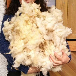 May include: A large amount of white and cream colored sheep wool being held by a person. The wool is fluffy and soft.