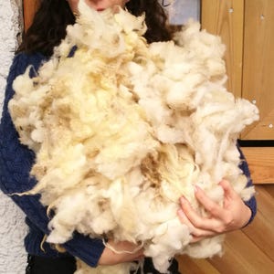 washed wool, raw wool white, washed fleece, sheep wool, raw wool fleece, sheep's wool, washed fleece, wool for spinning raw sheep wool white image 10