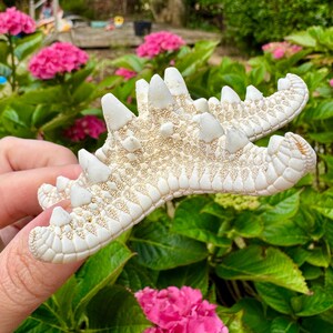 May include: Two off-white starfish with textured surfaces and prominent, pointed protrusions. The starfish are held in front of a backdrop of green foliage and vibrant pink flowers, creating a natural, coastal theme.