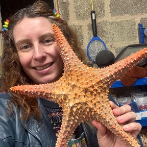 Starfish Giant Dried 10inch Natural Seaside Decor real starfish big starfish natural starfish large starfish coastal gift beach decor treat image 13