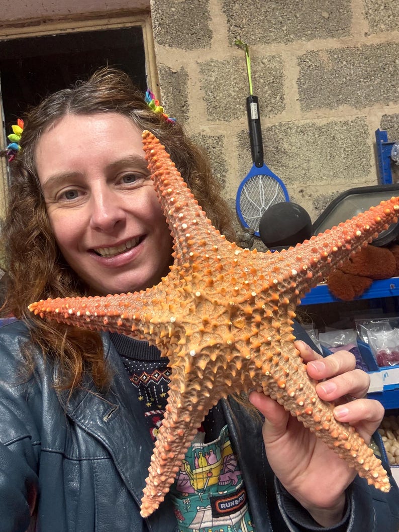 Starfish Giant Dried 10inch Natural Seaside Decor real starfish big starfish natural starfish large starfish coastal gift beach decor treat image 13