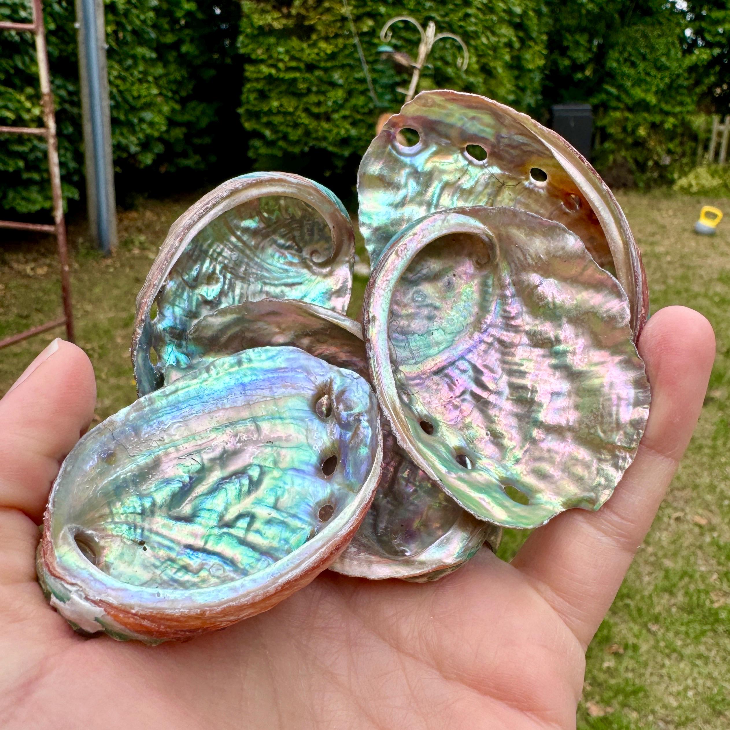 Abalone Shell 5-8cm Iridescent Paua Sea Ears, Craft & Decor Abalone ...