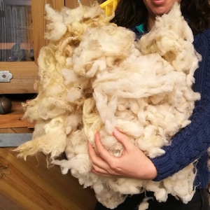 washed wool, raw wool white, washed fleece, sheep wool, raw wool fleece, sheep's wool, washed fleece, wool for spinning raw sheep wool white image 2