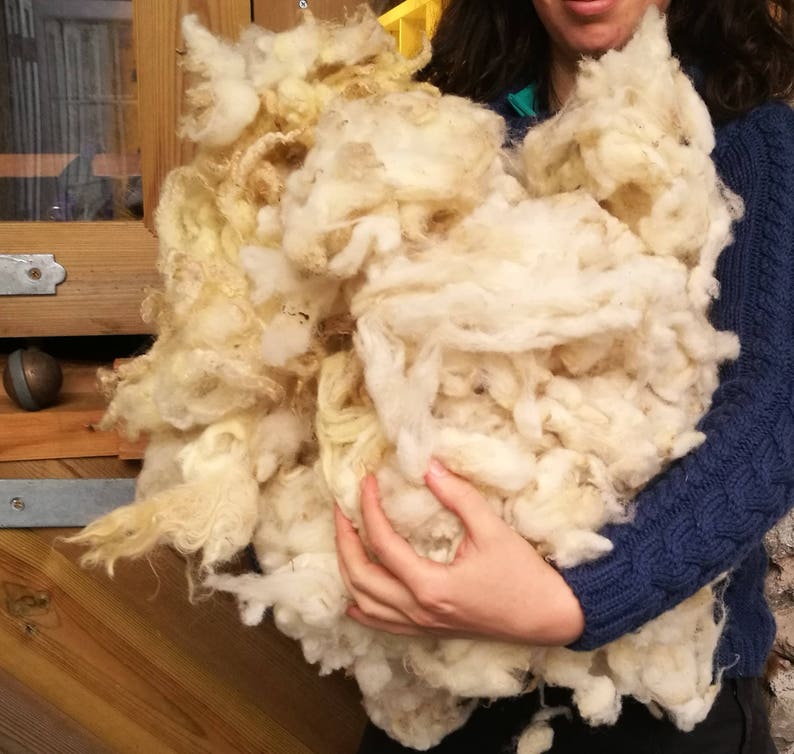 May include: A large amount of white and cream colored sheep wool being held by a person. The wool is fluffy and soft.