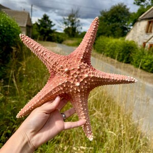 May include: A large, textured, pink starfish with five prominent arms. The starfish has a rough surface with small white bumps and is held up against a backdrop of green foliage and a cloudy sky. The starfish is a natural, decorative item.