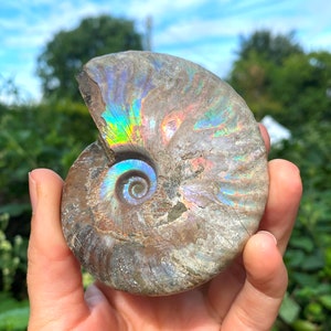 Cleaoniceras fossil elf kendal hippies, natural fossil rainbow cleoniceras mother of pearl cleoniceras ammonite pearl ammonite fossil by elf