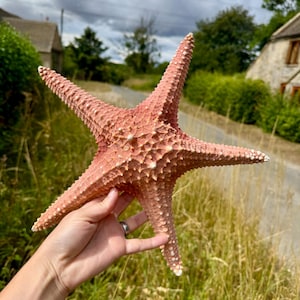 Op de afbeelding: Een grote, getextureerde, roze zeester met vijf prominente armen. De zeester heeft een ruw oppervlak met kleine witte bobbels. Het wordt vastgehouden tegen een achtergrond van groen gras en een bewolkte lucht. Natuurlijk decoratief item.