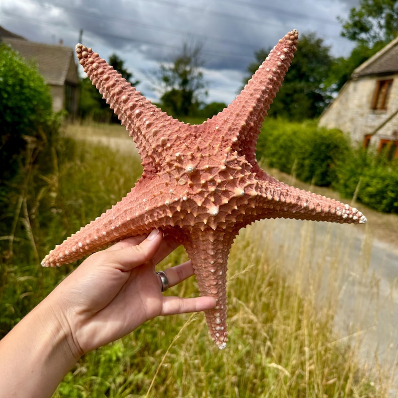 May include: A large, reddish-pink starfish with five prominent arms. The starfish has a textured surface with small, white protrusions. The background features a grassy field and buildings, suggesting a coastal or marine theme.
