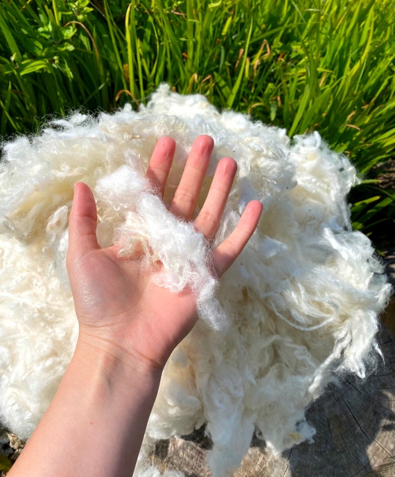 Washed Wool Lamb Fleece White Wool Lambs Wool Lamb Fleece White, Natural  Lamb Wool, Sheep Fleece Lamb Fleece Hand Washed Ready to Work With 