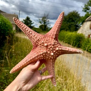 May include: A large, textured, five-pointed starfish in shades of pink and white. The starfish is held up against a backdrop of green grass, trees, and a cloudy sky. The starfish has a rough, bumpy surface.