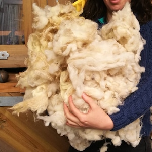 May include: A large amount of white and cream colored sheep wool being held by a person. The wool is fluffy and soft.