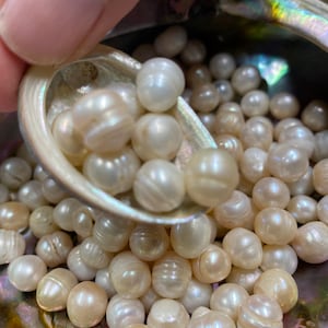 Op de afbeelding: Een close-up van een schelp gevuld met witte parels. De parels zijn rond en hebben een lichte iriserende glans.