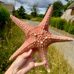 May include: A large, textured, pink starfish with five arms. The starfish has a rough surface with small, white bumps. The tips of the arms are a lighter color. The starfish is held up against a blurred background of green grass and a road.