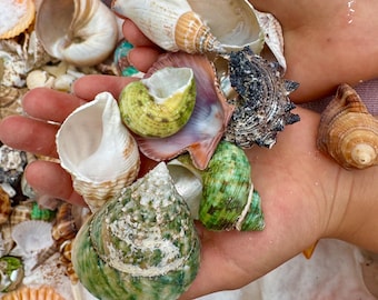 May include: A collection of various seashells in shades of white, brown, green, and purple. The shells vary in size and shape, with some spiral and others open. The shells are held in an open hand, with a few scattered around.