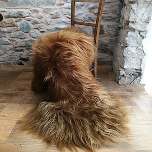 highland cow Icelandic sheepskin, lambskin throw, icelandic rug, large brown sheepskin, higland cow lambskin rug, gold sheepskin, blonde rug