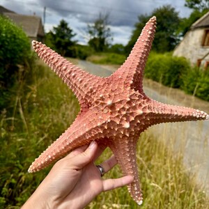 May include: A large, textured, pink starfish with five prominent arms. The starfish has a rough surface with small, white, raised bumps. The tips of the arms are a lighter shade of pink. The starfish is held up against a background of a road and green foliage.