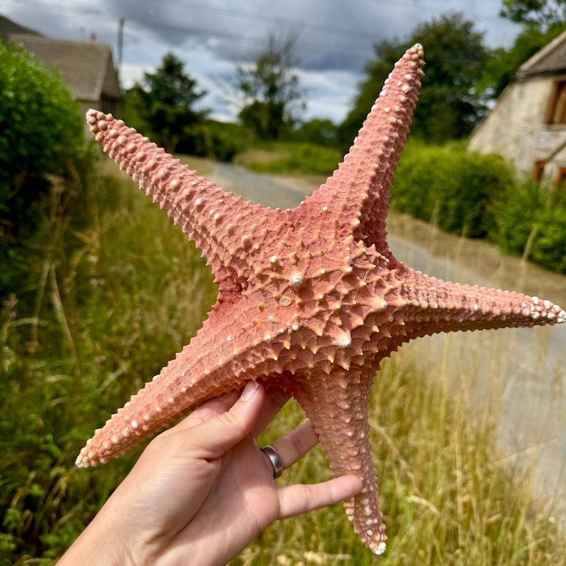 May include: A large, textured, pink starfish with five prominent arms. The starfish has a rough surface with small, white, raised bumps. The tips of the arms are a lighter shade of pink. The starfish is held up against a background of a road and green foliage.