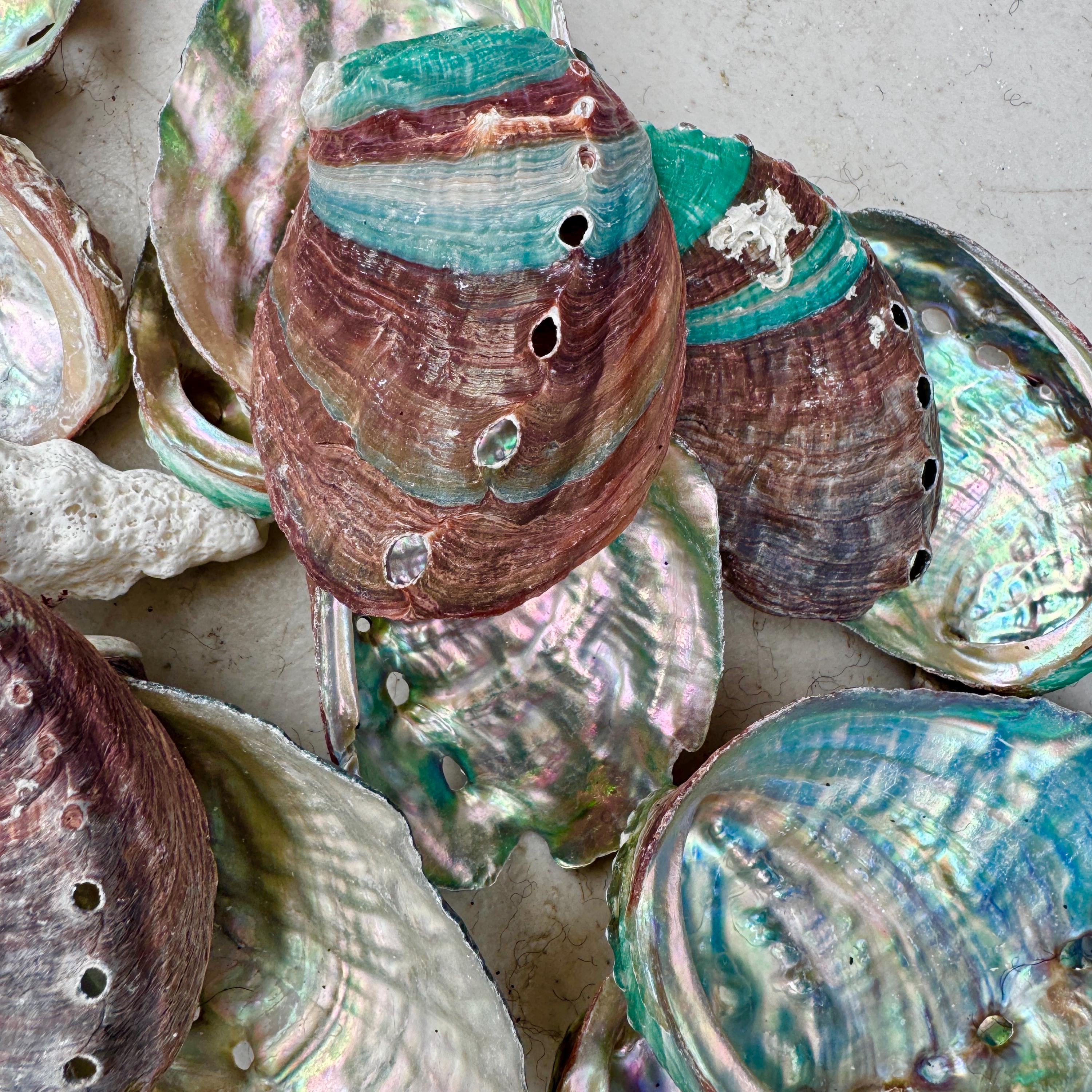 アワビの貝殻、パウア貝、石鹸皿、貝殻、ピンクのパウア貝、虹色の