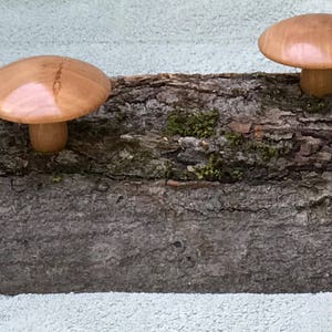 Wild Pilz Garten