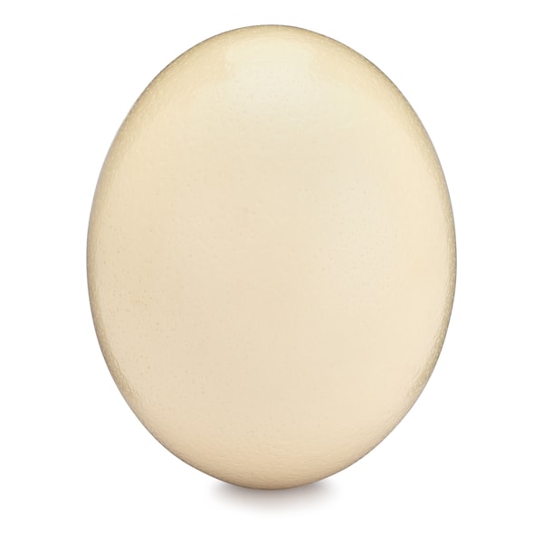 Premium Blank Ostrich Egg Shell for Crafts, Decoration, Painting - Blown Out and  Cleaned, Ready for Crafting Projects & Decorating