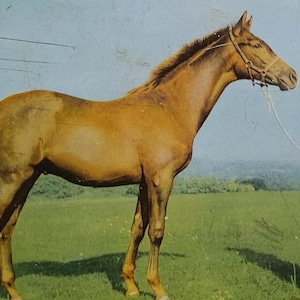 Può includere: Illustrazione vintage di un cavallo marrone in piedi in un campo verde sotto un cielo blu. Il cavallo indossa una cavezza e una corda. L'opera d'arte ha un'estetica classica e antica.