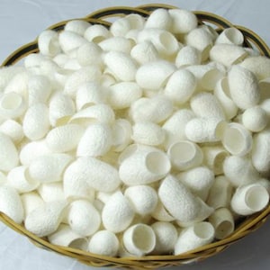 May include: A wicker basket filled with white silk cocoons. The cocoons are oval-shaped and have a textured surface.