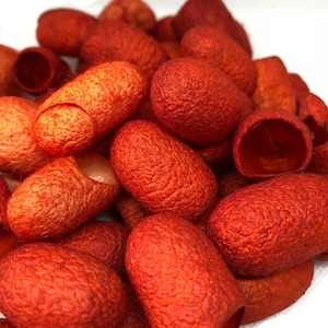 May include: A close-up of a group of orange silk cocoons. The cocoons are smooth and have a slightly textured surface. They are arranged in a pile, with some overlapping.