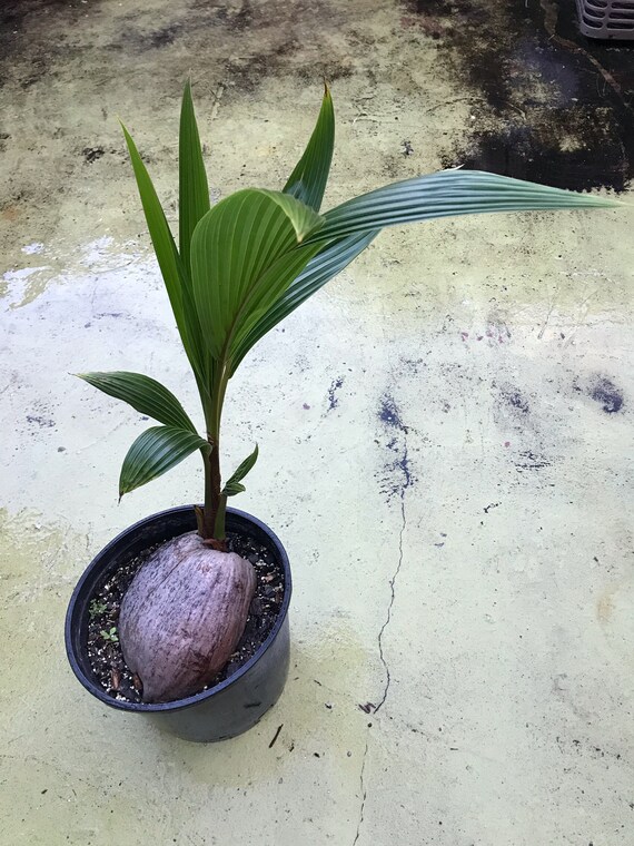 Maypan Coconut Palm Tree Cocos nucifera var. | Etsy