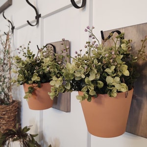 money tree gif Money Tree in 6" Grower Pot  Home Botanicals