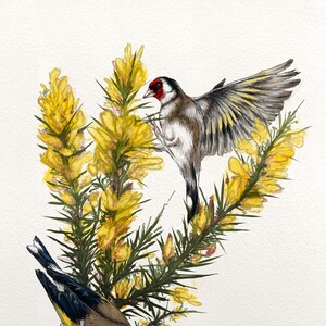 Könnte beinhalten: Zwei Stieglitze sitzen auf einem Zweig mit gelben Ginsterblüten. Der Vogel links schaut nach unten, während der Vogel rechts mit ausgebreiteten Flügeln nach rechts schaut. Der Hintergrund ist weiß.