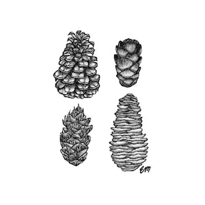 Cone Study | Matte Paper Print | Nature Wall Decor | Wilderness Art | Conifer | Rustic Decoration | Pacific Northwest | Pine | Hemlock | Fir