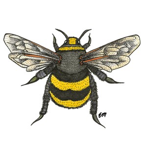 Bumble Bee | Matte Paper Print | Nature Wall Decor | Wildlife | Entomology | Native Insect | Pollinator