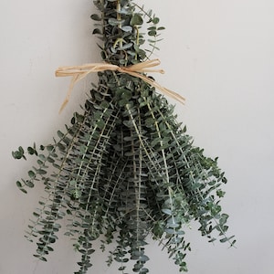 Baby Blue Eucalyptus Bunch, Shower Eucalyptus, Relaxing Eucalyptus, Calming Eucalyptus, Spa Eucalyptus