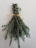 Baby Blue Eucalyptus Bunch, Shower Eucalyptus, Relaxing Eucalyptus, Calming Eucalyptus, Spa Eucalyptus 