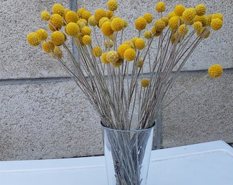 Craspedia, Dried Craspedia, Billy Balls, Yellow Craspedia, Billy Buttons, 80 Stems In Each Bouquet ***Free Shipping***