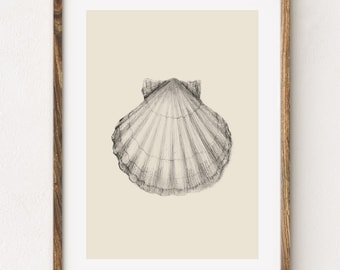 Shell Art Print, Shell Illustration, Scallop Shell Pencil Drawing, Seashell Sketch - Vintage Style Wall Art - Giclee Print | Aga Szafranska