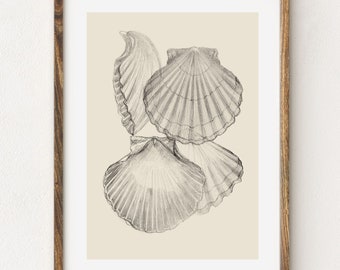 Scallop Shell Pencil Drawing Art Print: Vintage Style Sketch Illustration, Coastal Wall Decor - Giclee