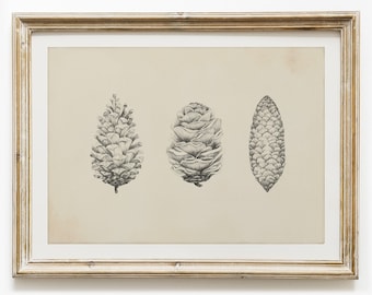 thyme pencil drawing