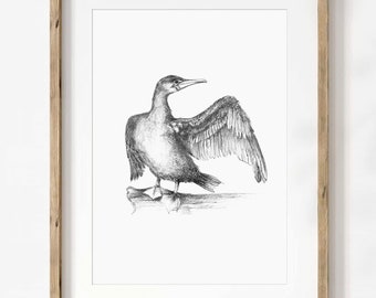 Cormorant Drawing Print, Graphite Pencil Sketch Bird Illustration, Minimalist Coastal Wall Art - Giclee