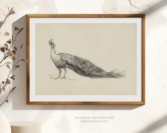 Peacock Drawing Print Pencil Sketch Vintage Bird Art Farmhouse Wall Decor Giclee