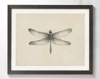Dragonfly Pencil Drawing Art Print Vintage Graphite Sketch Illustration Minimalist Nature Wall Decor - Giclee