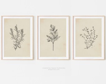 thyme pencil drawing