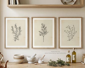 Set 3 Botanical Herb Drawing Prints Vintage Kitchen Wall Art Rosemary Thyme Parsley Decor