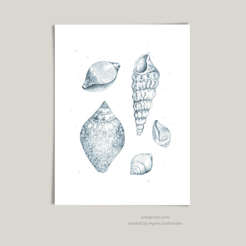 A clean flat lay view of a shells drawing print showing a blue pencil sketch of five detailed seashells on a white paper background, perfect as minimalist wall art.